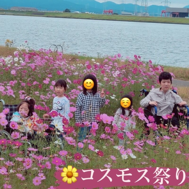 ”水巻町コスモス祭り”