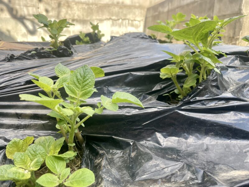 ソラリスキッズ畑便り🍓🍇🥔🌷